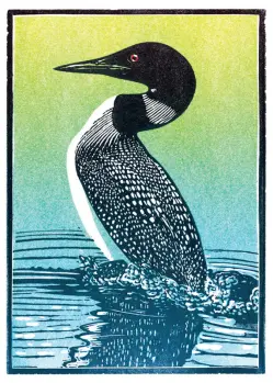 Loon in water