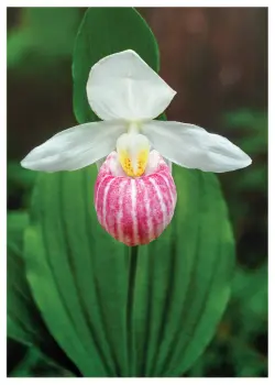 Showy Lady Slipper - Ravenwood, MN