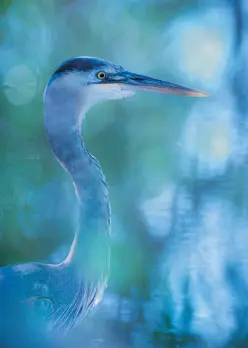 Great Blue Heron, Minnesota