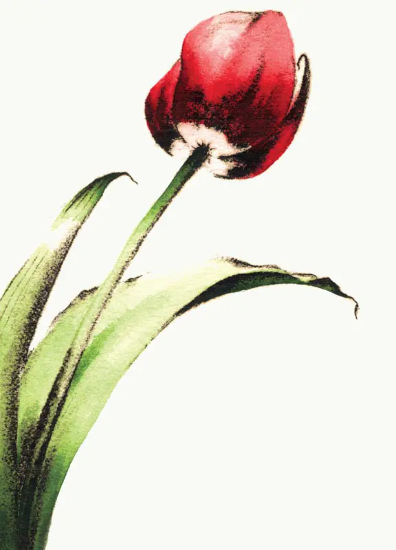Red Tulip Flower