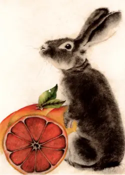 Grey Bunny with Grapefruit