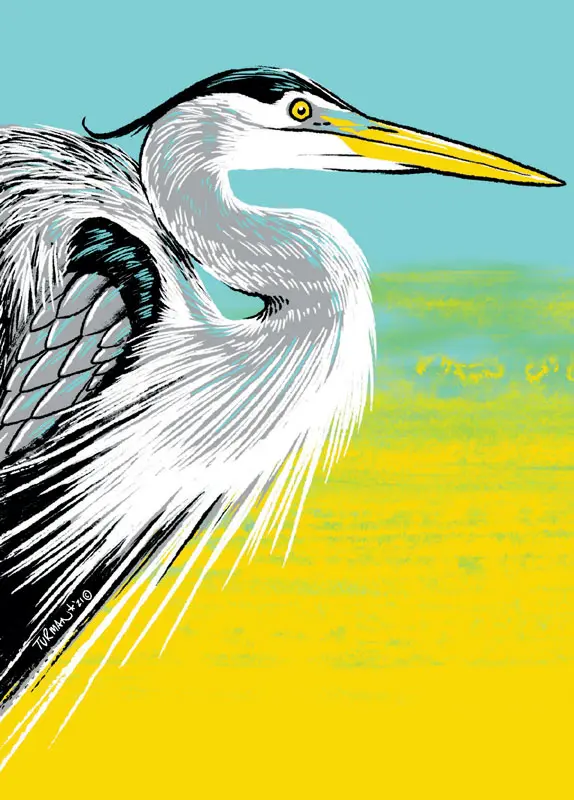 Great Blue Heron