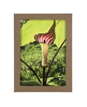 Laura Wilder - Trillium, Jack in the Pulpit, Hosta, Vinca