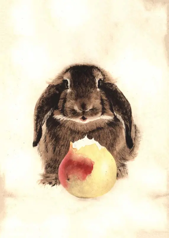 Brown Floppy-Eared Bunny Eating Fruit