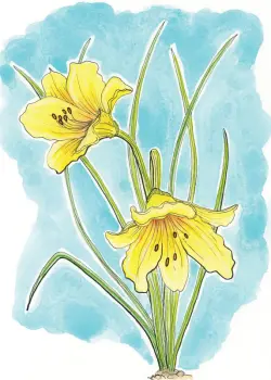 Box of Colorful Flower Cards