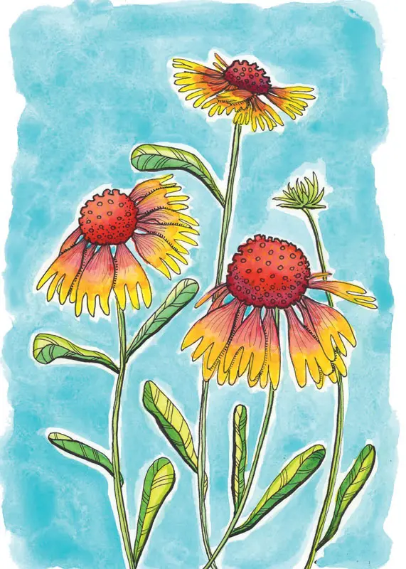 Yellow and Red Blanket Flower Card