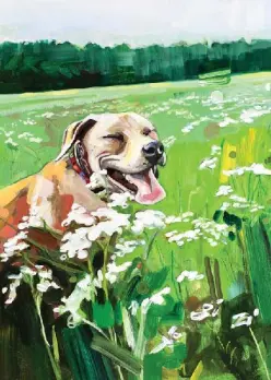 Happy blonde pitbull in a field of white flowers and green grass