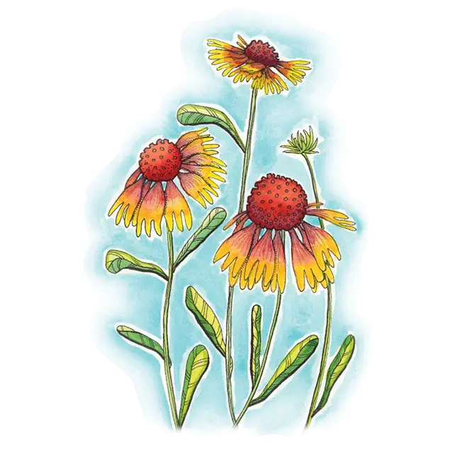 Yellow and Red Blanket Flower Vinyl Sticker