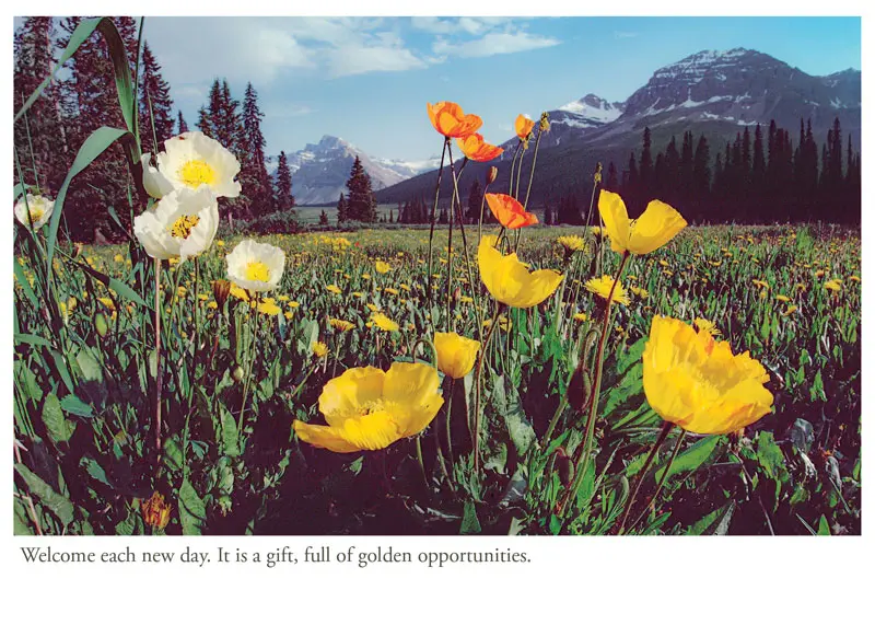 Poppies - Canadian Rockies