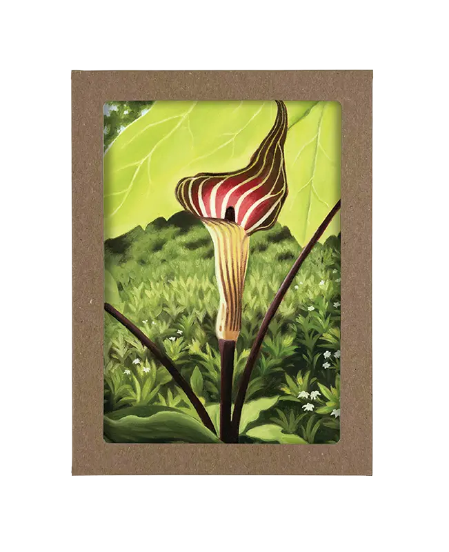 Laura Wilder - Trillium, Jack in the Pulpit, Hosta, Vinca