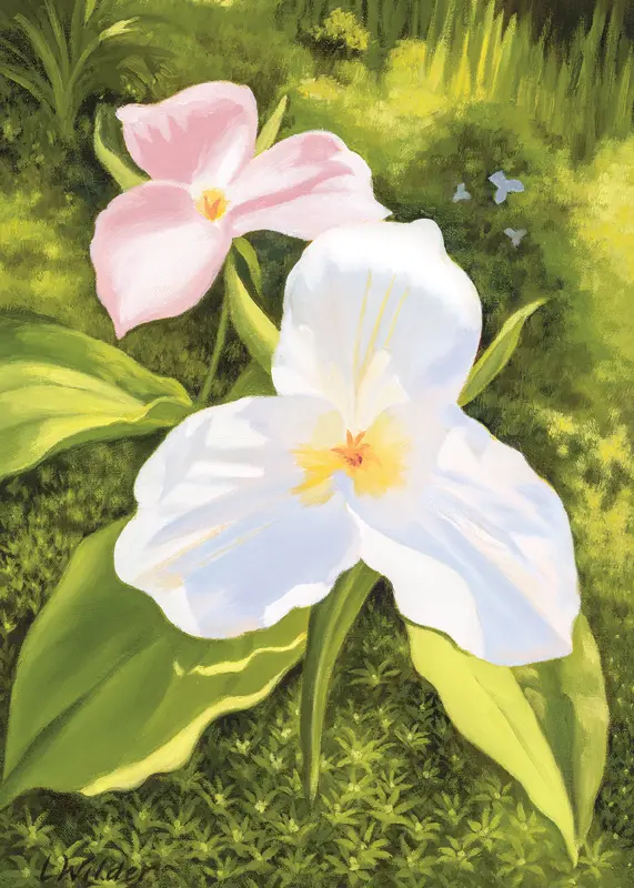 Laura Wilder - Trillium, Jack in the Pulpit, Hosta, Vinca