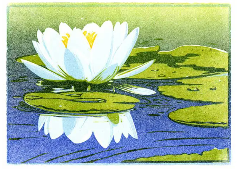 Waterlily