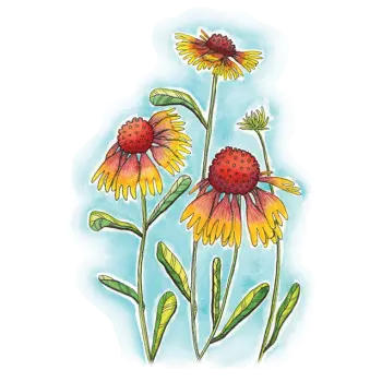 Yellow and Red Blanket Flower Vinyl Sticker