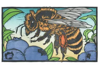 Blueberry Bee