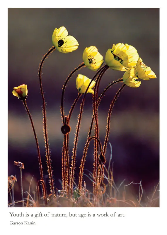 Arctic Poppies - Ellesmere Island Canada
