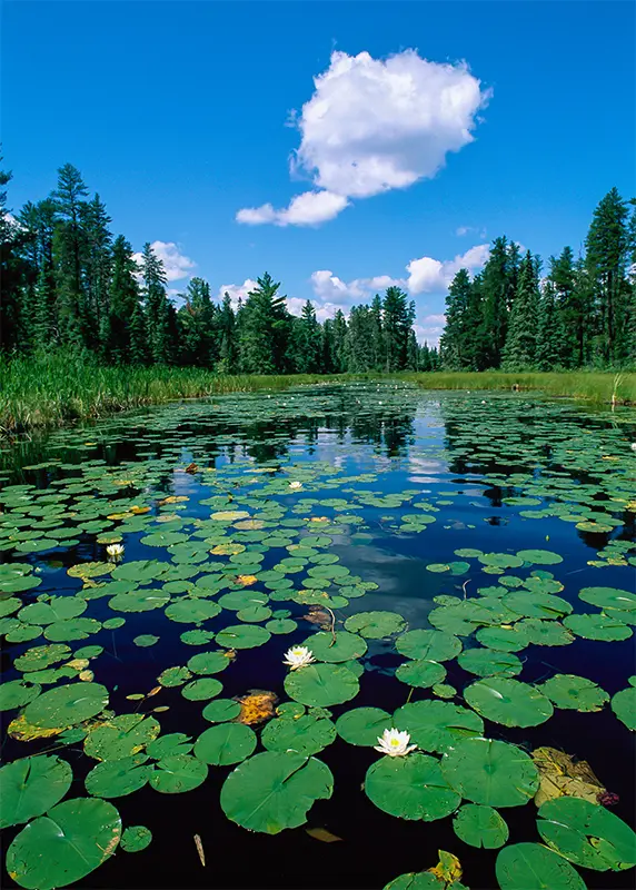 Ravenwood Pond near BWCA Minnesota