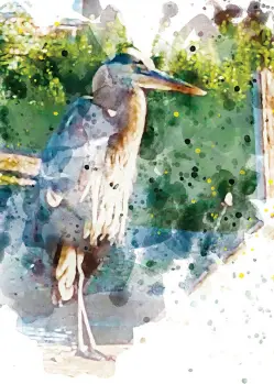 Watercolor of a Pelican Staring at Something