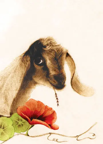 Brown Goat with Orange Nasturtiums