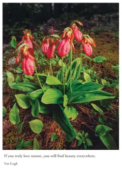 Moccasin Flower Orchids - Minnesota