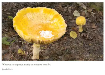 Mushroom Rain - Ravenwood  Ely, Minnesota