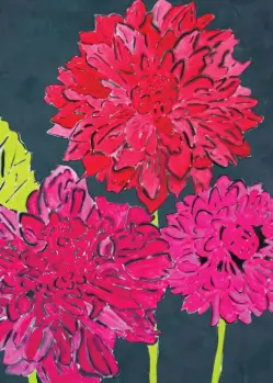 Hot pink chrysanthemums on black background