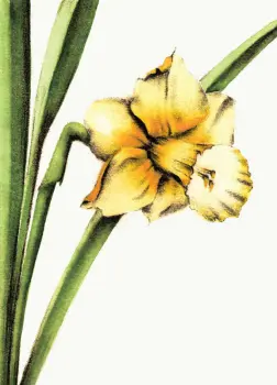 Box of Colorful Flower Cards