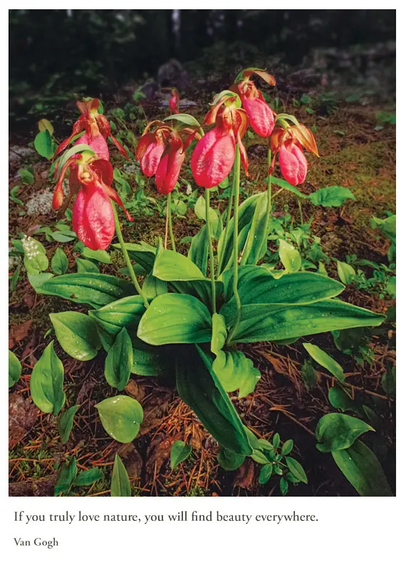 Moccasin Flower Orchids - Minnesota