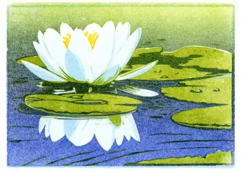 Waterlily