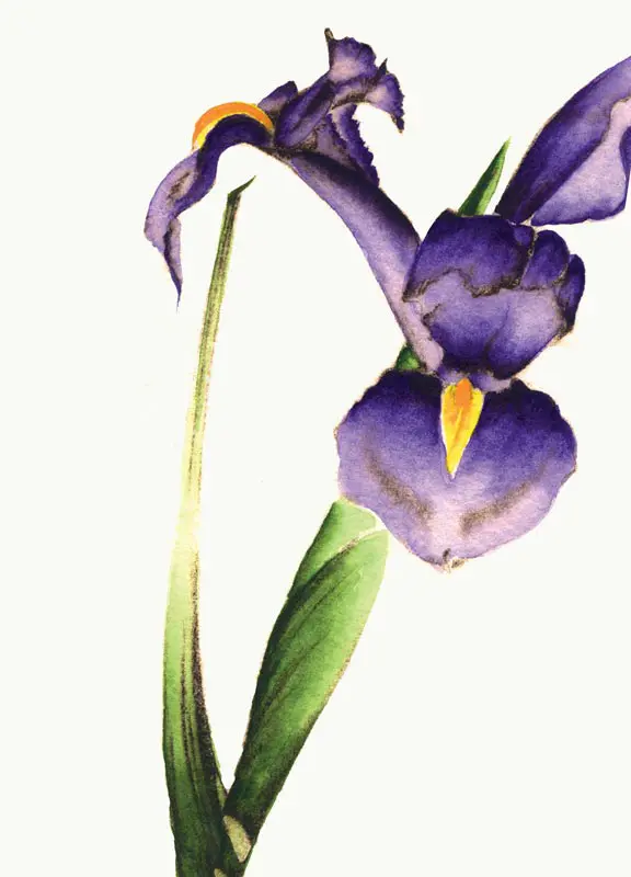 Purple Iris Flower