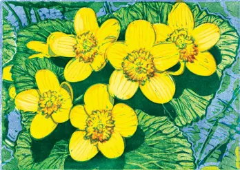 Marsh Marigolds