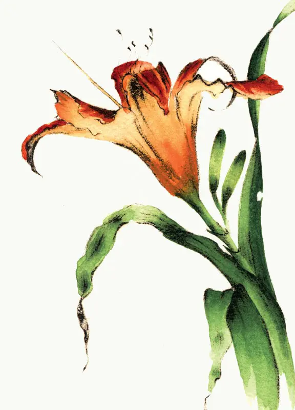 Orange Day Lily Flower