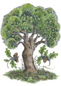 Oak Tree