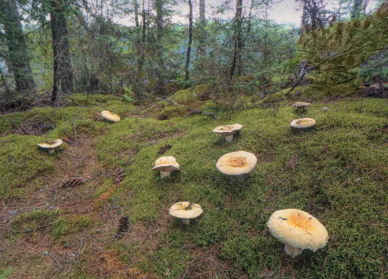 Mushrooms