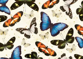 Mixed Butterfly Pattern