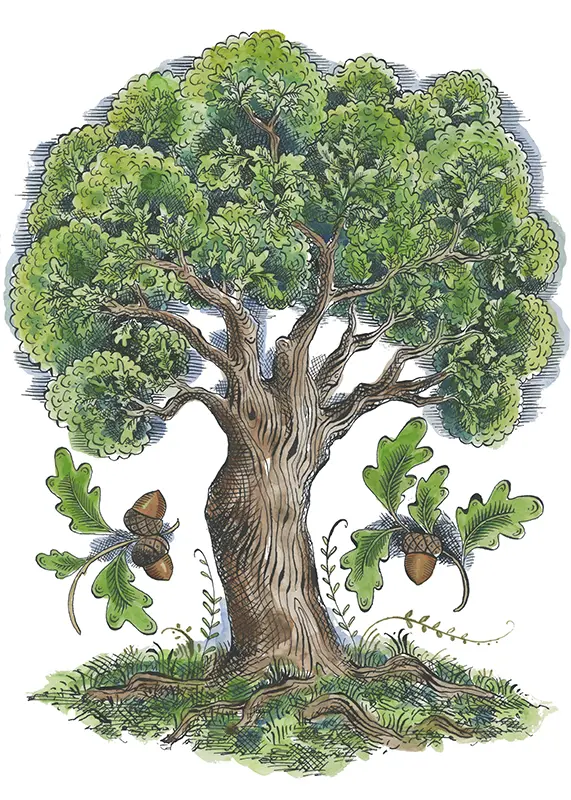Oak Tree